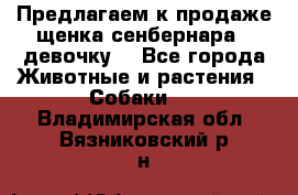 Предлагаем к продаже щенка сенбернара - девочку. - Все города Животные и растения » Собаки   . Владимирская обл.,Вязниковский р-н